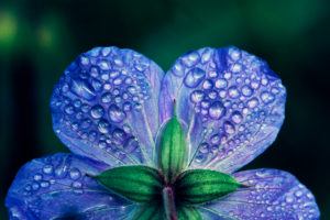 Drops of water on a blue flower in the garden Drops of water on a blue flower in the garden